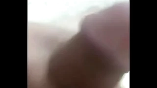 Korean Swain