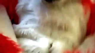 Ramming be imparted to murder Fox
